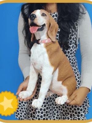 MaxiPet Premium